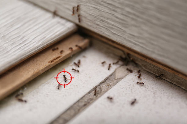 Best Mosquito Control Services  in Hollister, CA