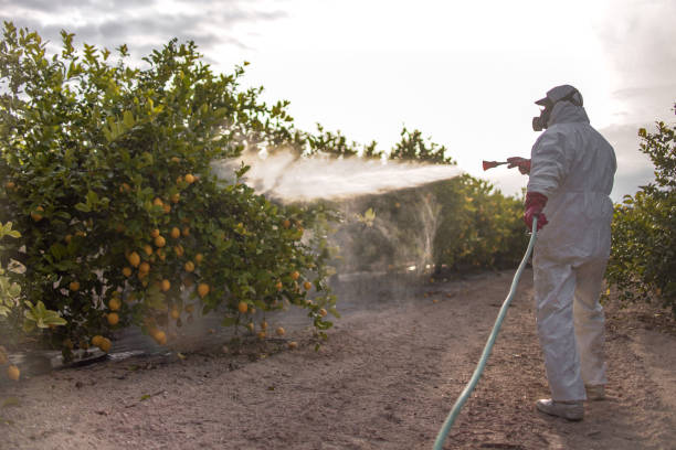 Best Local Pest Control Services  in Hollister, CA