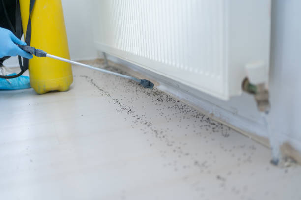 Best Flea Control Services  in Hollister, CA