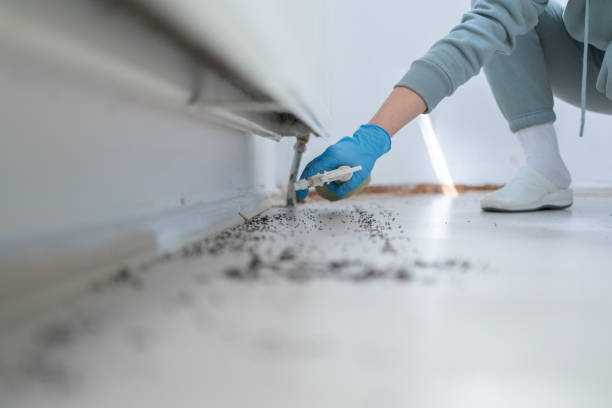 Best Flea Control Services  in Hollister, CA